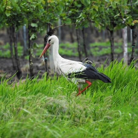 Pension & Weingut Storchenblick 일미츠 외부 사진